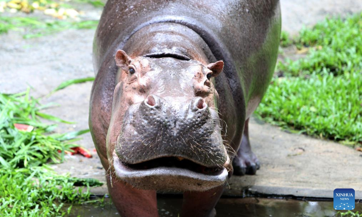 Mae Mali, a female hippopotamus, celebrates her 60th birthday at Khao Kheow Open Zoo in Chonburi province, Thailand on Sept. 8, 2025. Mae Mali received a special cake made of fruit, vegetable and grass in celebration of her birthday. (Photo by Rachen Sageamsak/Xinhua)