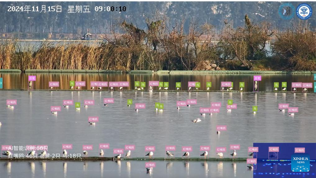 This undated monitoring image shows the AI-powered bird facial recognition system recognizing black-headed gulls and other birds in Kunming, southwest China's Yunnan Province. (Kunming Dianchi Plateau Lake Research Institute/Handout via Xinhua)