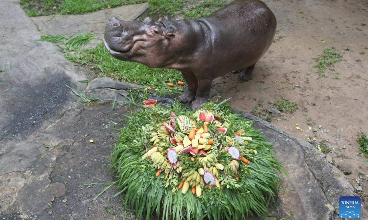 Mae Mali, a female hippopotamus, celebrates her 60th birthday at Khao Kheow Open Zoo in Chonburi province, Thailand on Sept. 8, 2025. Mae Mali received a special cake made of fruit, vegetable and grass in celebration of her birthday. (Photo by Rachen Sageamsak/Xinhua)