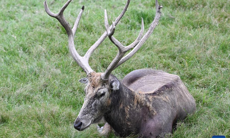 A milu deer is pictured at Milu Park in Beijing, capital of China, Aug. 24, 2025. (Xinhua)