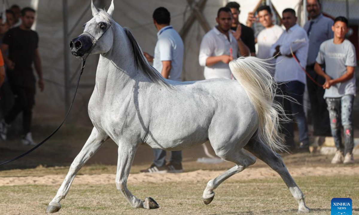A horse takes part in an Arabian horse beauty contest during the Sharqia Arabian Horses Festival in Sharqia province, Egypt, Oct. 2, 2025. The three-day horse festival started on Wednesday here with the participation of around 167 Arabian horses. (Xinhua/Ahmed Gomaa)