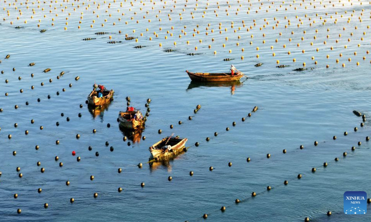 An aerial drone photo taken on Sept. 11, 2025 shows fishermen at work aboard their boats in a marine pasture in Rongcheng, east China's Shandong Province. (Photo by Yang Zhili/Xinhua)