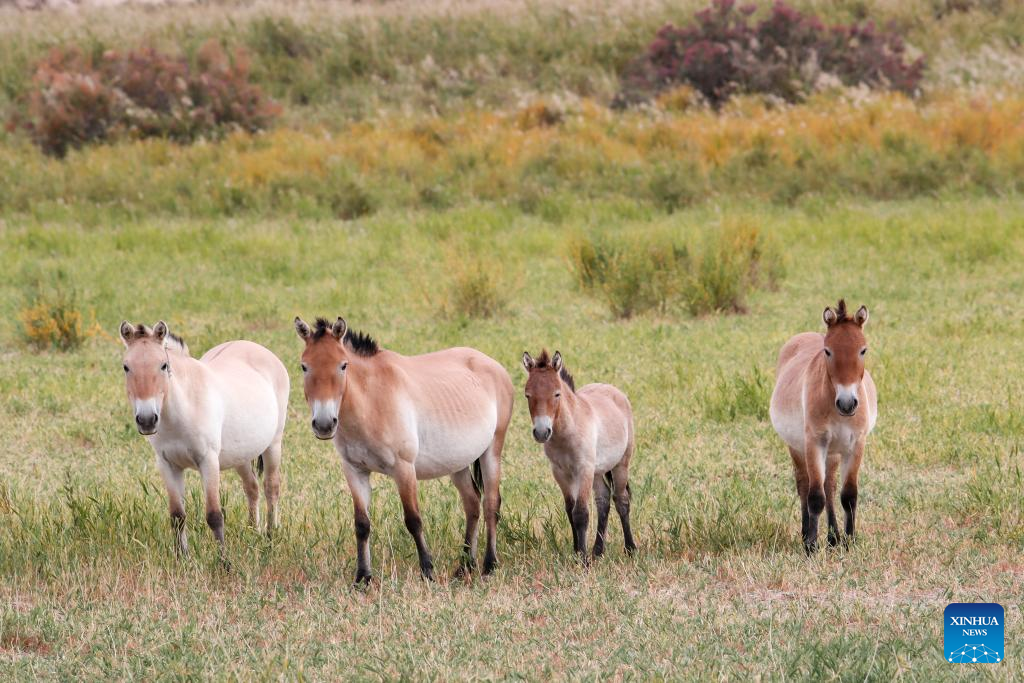 Przewalski's horses are pictured in the Dunhuang West Lake National Nature Reserve in Dunhuang, northwest China's Gansu Province, on Sept. 24, 2025. The Dunhuang West Lake National Nature Reserve in Gansu Province covers an area of approximately 660,000 hectares, featuring a diverse ecosystem including wetlands, grasslands, forests and Gobi deserts, which makes it an experimental zone for the wild release of the Przewalski's horses.

The Przewalski's horse is listed as endangered by the International Union for Conservation of Nature Red List of Threatened Species and is under first-class national protection.

Once extinct in China due to excessive poaching and environmental degradation, the Przewalski's horses were reintroduced to the country from Britain, Germany and the United States starting in the mid-1980s, and were raised in northwest China's Xinjiang Uygur Autonomous Region and Gansu Province.

Przewalski's horses have adapted well to the environment at the West Lake Reserve, where their population totals 212 at present. (Xinhua/Lang Bingbing)