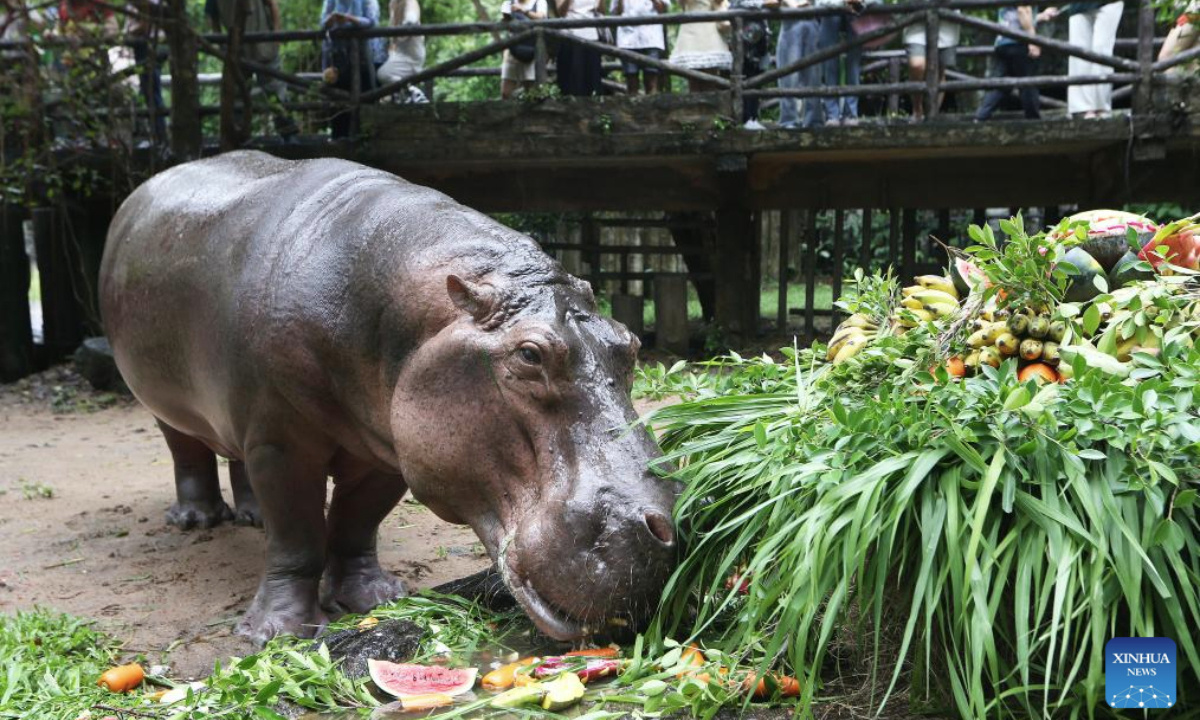 Mae Mali, a female hippopotamus, celebrates her 60th birthday at Khao Kheow Open Zoo in Chonburi province, Thailand on Sept. 8, 2025. Mae Mali received a special cake made of fruit, vegetable and grass in celebration of her birthday. (Photo by Rachen Sageamsak/Xinhua)