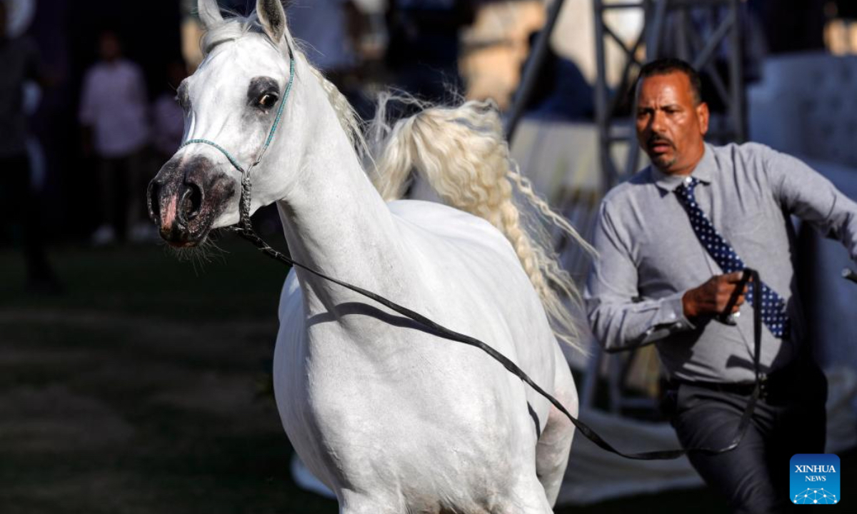 A breeder leads a horse at an Arabian horse beauty contest during the Sharqia Arabian Horses Festival in Sharqia province, Egypt, Oct. 2, 2025. The three-day horse festival started on Wednesday here with the participation of around 167 Arabian horses. (Xinhua/Ahmed Gomaa)