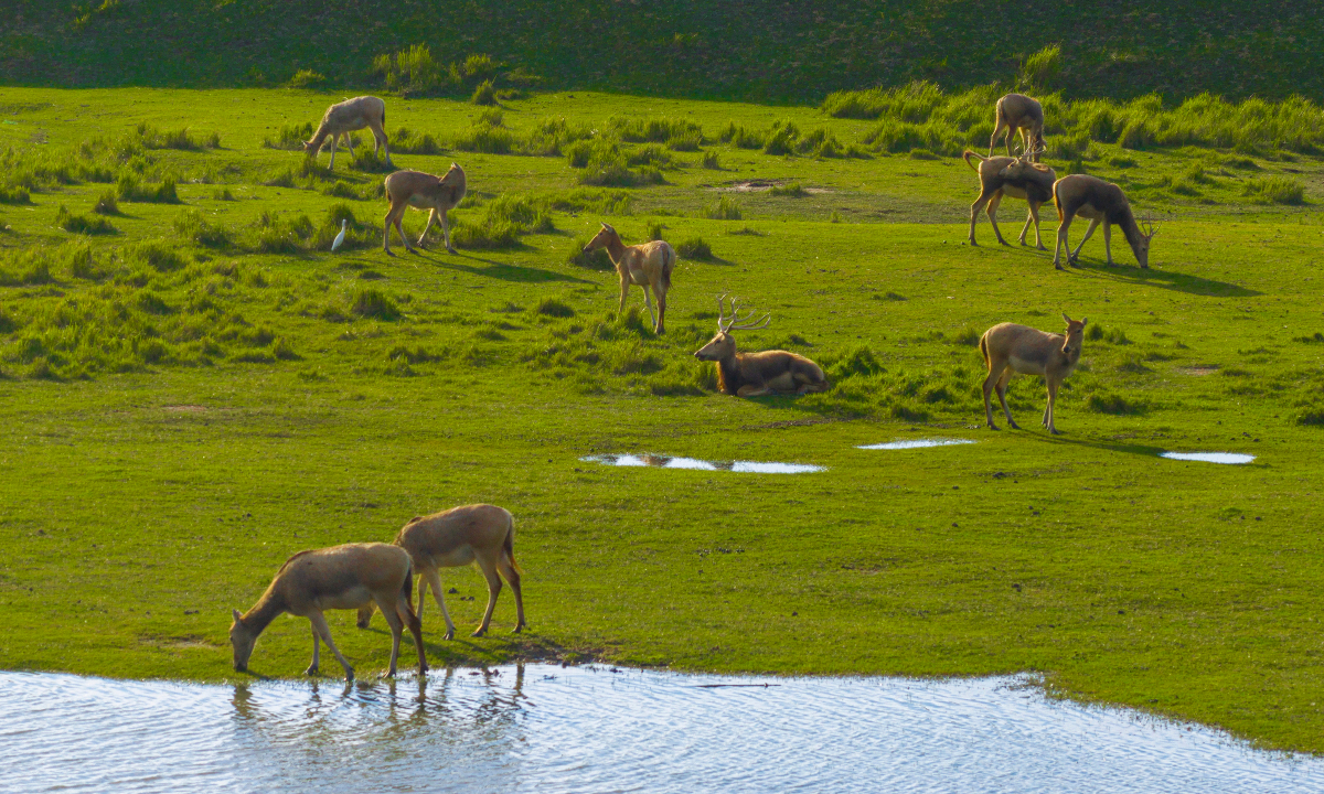 A herd of wild milu deer chase and play, joyfully inhabiting at the Dafeng Milu National Nature Reserve in Jiangsu Province on September 21, 2025. Photo: IC 