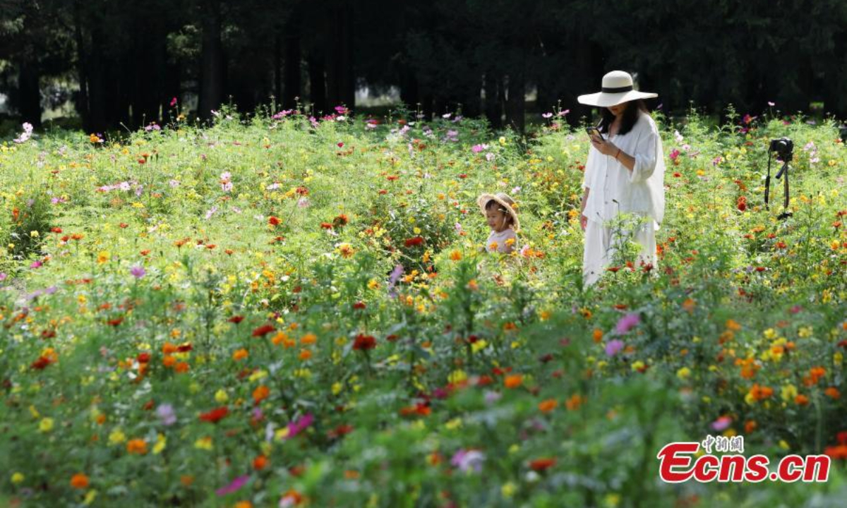 Tourists walk in the sea of flowers at the Old Summer Palace in Beijing on Sept. 29, 2025. Photo:China News Service