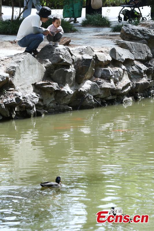 Photo shows the scene of the Old Summer Palace in Beijing on Sept. 29, 2025. Photo:China News Service