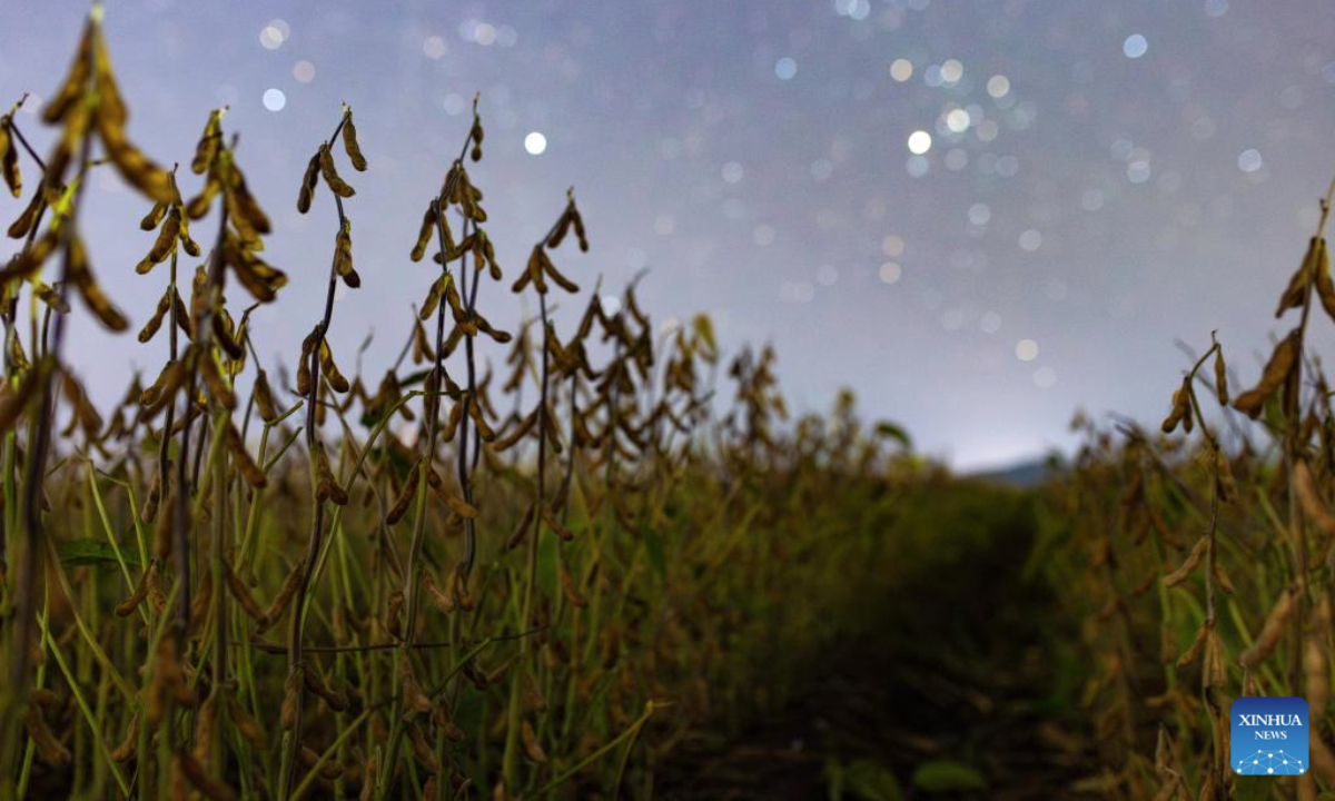 This photo taken on Sept. 17, 2025 shows a soybean field under the starry sky in Fujin City, northeast China's Heilongjiang Province. (Photo by Qu Yubao/Xinhua)