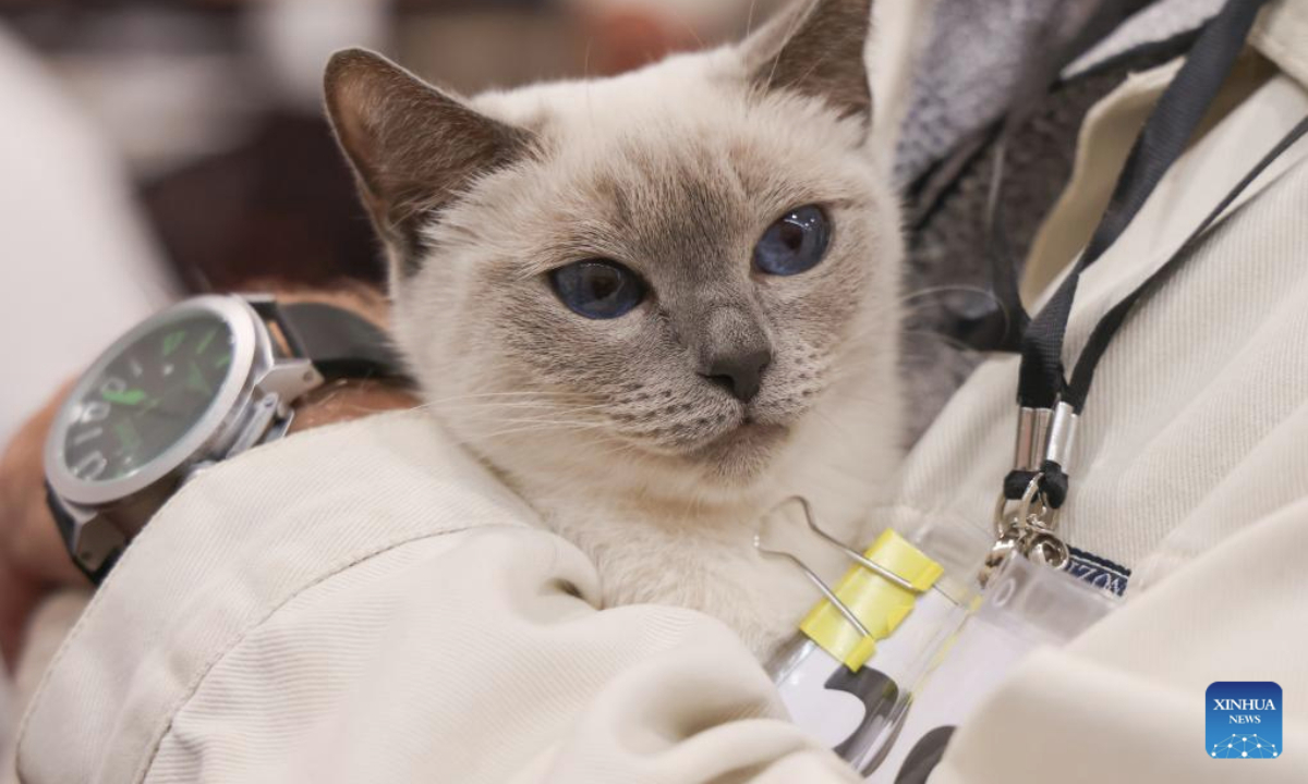 A cat is pictured during the World Cat Federation (WCF) cat show in Budapest, Hungary on Sept. 28, 2025. (Photo by Attila Volgyi/Xinhua)