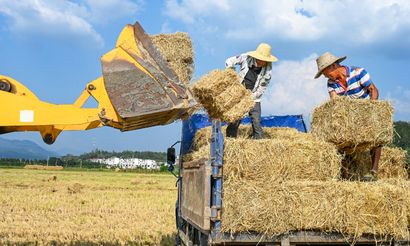 Farmers load rice straw onto trucks in Jijiapu township, Huanggang, Central China's Hubei Province on October 9, 2025. The township is intensifying efforts to recycle rice straw, utilizing it for mushroom cultivation materials, animal feed, ski resort grass mats, and other purposes, thereby protecting the environment and boosting farmers' incomes. Photo: VCG
