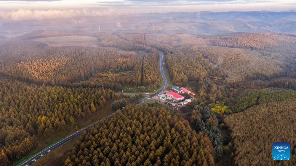 An aerial drone photo taken on Sept. 24, 2025 shows the autumn scenery in the Saihanba National Forest Park in Chengde City, north China's Hebei Province. (Photo by Liu Mancang/Xinhua)