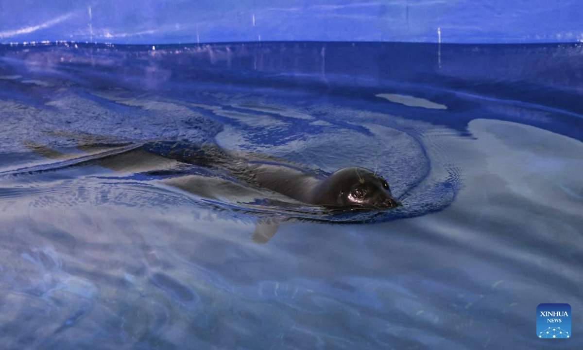 Seal Anong is pictured at Blue Ocean Conservation and Rescue Center in Lingshui, south China's Hainan Province, Sept. 8, 2025. A seal called Anong, known for interacting with local fishermen at an undeveloped beach in Dongjiao Town, Wenchang City, Hainan Province, was transferred to an aquatic wildlife conservation center in Lingshui for protection and its returning to the wild in the future. (Xinhua/Zhang Liyun)