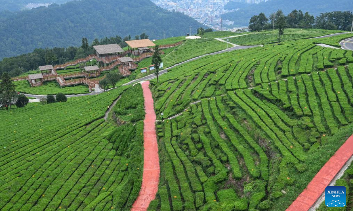 This photo shows a tea garden in Tujia Autonomous County of Wufeng, central China's Hubei Province, Aug. 30, 2025. (Xinhua/Du Zixuan)