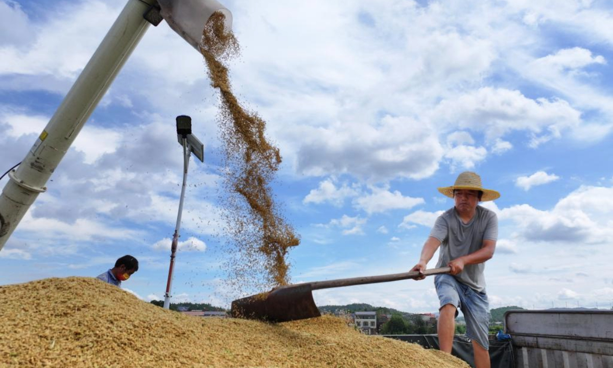 A drone photo shows farmers harvesting rice in Shitan Township of Hengdong County in Hengyang City, central China's Hunan Province, Sept. 11, 2025. (Photo by Cao Zhengping/Xinhua)