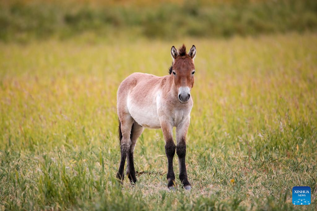 A Przewalski's horse foal is pictured in the Dunhuang West Lake National Nature Reserve in Dunhuang, northwest China's Gansu Province, on Sept. 24, 2025. The Dunhuang West Lake National Nature Reserve in Gansu Province covers an area of approximately 660,000 hectares, featuring a diverse ecosystem including wetlands, grasslands, forests and Gobi deserts, which makes it an experimental zone for the wild release of the Przewalski's horses.

The Przewalski's horse is listed as endangered by the International Union for Conservation of Nature Red List of Threatened Species and is under first-class national protection.

Once extinct in China due to excessive poaching and environmental degradation, the Przewalski's horses were reintroduced to the country from Britain, Germany and the United States starting in the mid-1980s, and were raised in northwest China's Xinjiang Uygur Autonomous Region and Gansu Province.

Przewalski's horses have adapted well to the environment at the West Lake Reserve, where their population totals 212 at present. (Xinhua/Lang Bingbing)