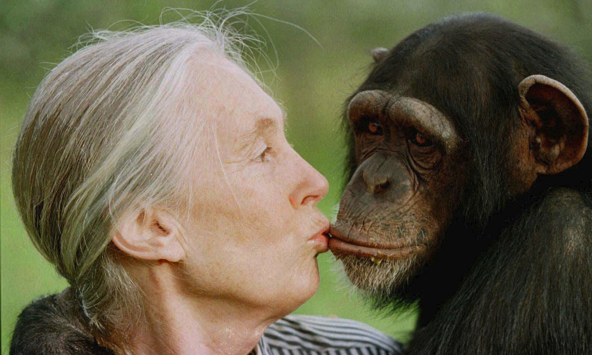 Jane Goodall kisses Tess, a female chimpanzee, at the Sweetwaters Chimpanzee Sanctuary near Nanyuki, north of Nairobi, on December 6, 1997. Photo: VCG