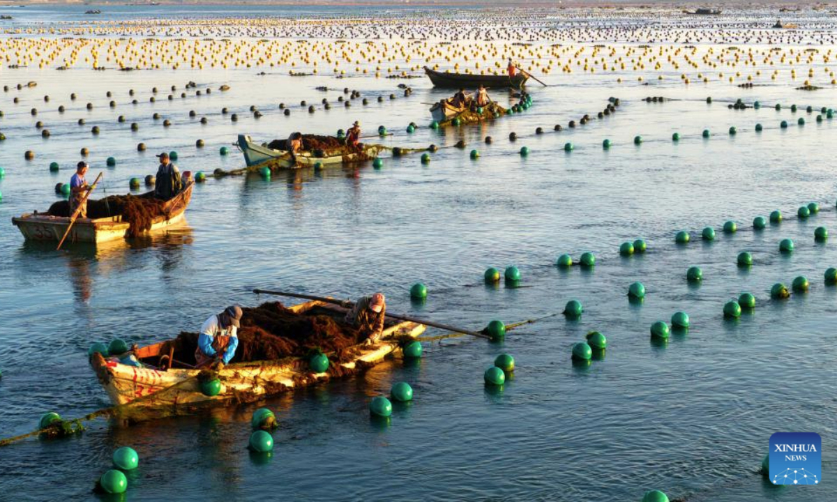An aerial drone photo taken on Sept. 11, 2025 shows fishermen at work aboard their boats in a marine pasture in Rongcheng, east China's Shandong Province. (Photo by Yang Zhili/Xinhua)