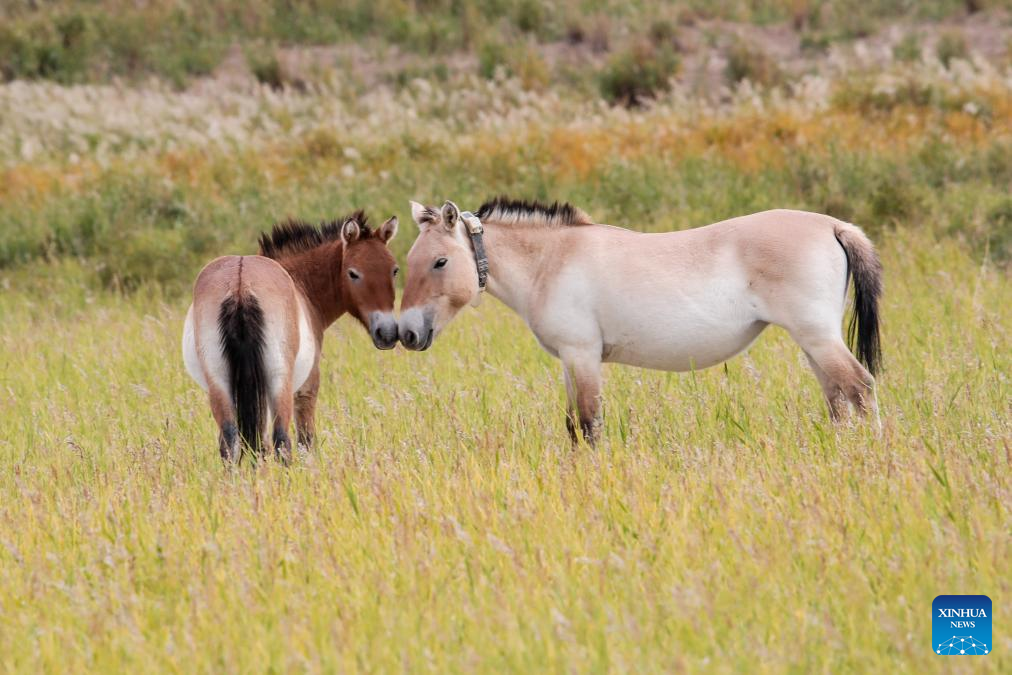 Przewalski's horses are pictured in the Dunhuang West Lake National Nature Reserve in Dunhuang, northwest China's Gansu Province, on Sept. 24, 2025. The Dunhuang West Lake National Nature Reserve in Gansu Province covers an area of approximately 660,000 hectares, featuring a diverse ecosystem including wetlands, grasslands, forests and Gobi deserts, which makes it an experimental zone for the wild release of the Przewalski's horses.

The Przewalski's horse is listed as endangered by the International Union for Conservation of Nature Red List of Threatened Species and is under first-class national protection.

Once extinct in China due to excessive poaching and environmental degradation, the Przewalski's horses were reintroduced to the country from Britain, Germany and the United States starting in the mid-1980s, and were raised in northwest China's Xinjiang Uygur Autonomous Region and Gansu Province.

Przewalski's horses have adapted well to the environment at the West Lake Reserve, where their population totals 212 at present. (Xinhua/Lang Bingbing)