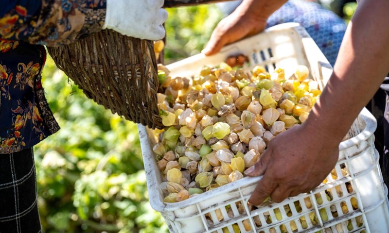 This photo taken on Aug. 24, 2025 shows freshly picked golden berries in Morin Dawa Daur Autonomous Banner of Hulun Buir, north China's Inner Mongolia Autonomous Region. Early autumn sees golden berries, also known as ground berries, entering the harvest season in Morin Dawa Daur Autonomous Banner, Hulun Buir City. (Xinhua)
