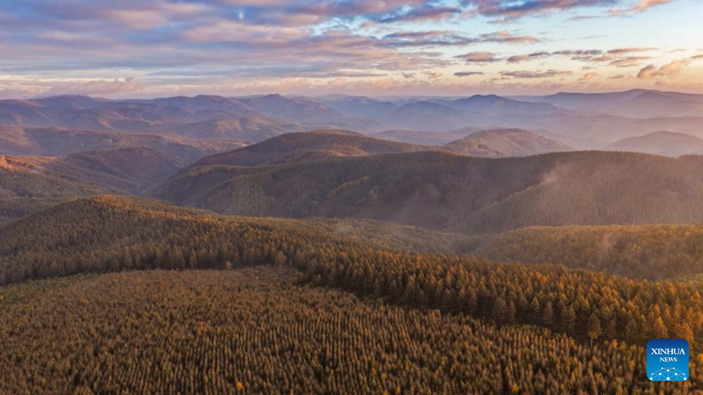 An aerial drone photo taken on Sept. 24, 2025 shows the autumn scenery in the Saihanba National Forest Park in Chengde City, north China's Hebei Province. (Photo by Liu Mancang/Xinhua)