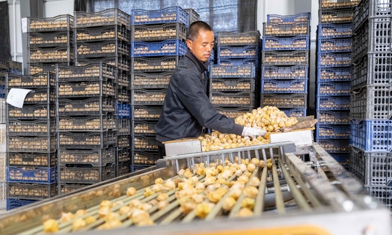 A villager sorts the golden berries with a machine at a warehouse in Morin Dawa Daur Autonomous Banner of Hulun Buir, north China's Inner Mongolia Autonomous Region, on Aug. 24, 2025. Early autumn sees golden berries, also known as ground berries, entering the harvest season in Morin Dawa Daur Autonomous Banner, Hulun Buir City. (Xinhua)