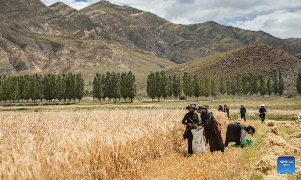 Farmers work in highland barley fields in Lhunzhub County, in Lhasa, southwest China's Xizang Autonomous Region, Sept. 23, 2025. The Chinese farmers' harvest festival is the first national festival created specifically for the country's farmers. Starting in 2018, the festival coincides with the Autumnal Equinox each year, which is one of the 24 solar terms of the Chinese lunisolar calendar and usually falls between Sept. 22 and 24 during the country's agricultural harvest season. (Xinhua/Tenzin Nyida)
