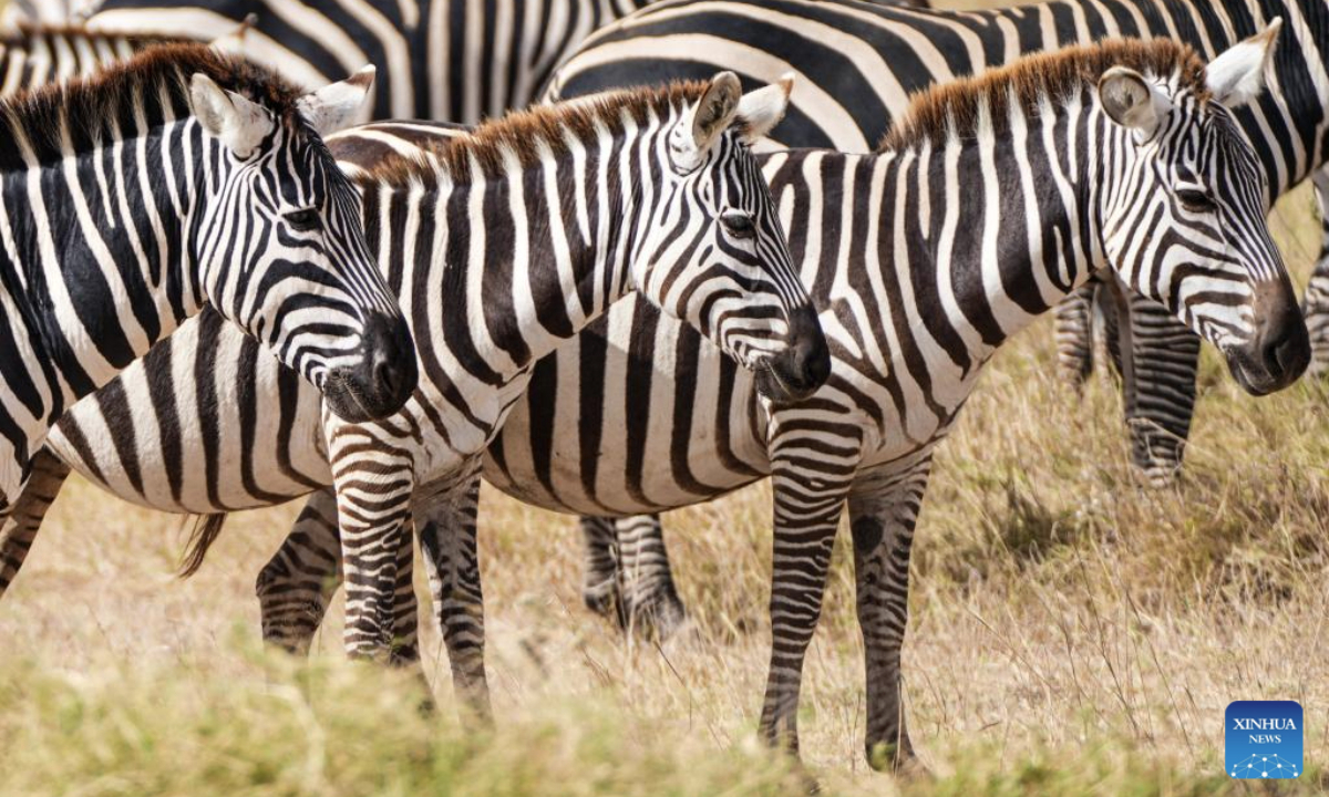 This photo taken on Sept. 20, 2025 shows zebras at Amboseli National Park in Kajiado County, Kenya. Located at the border between Kenya and Tanzania and at the foot of Africa's highest peak Mount Kilimanjaro, the park is known for its unique scenery and is one of the best places in Kenya to see various wild animals. (Xinhua/Li Yahui)