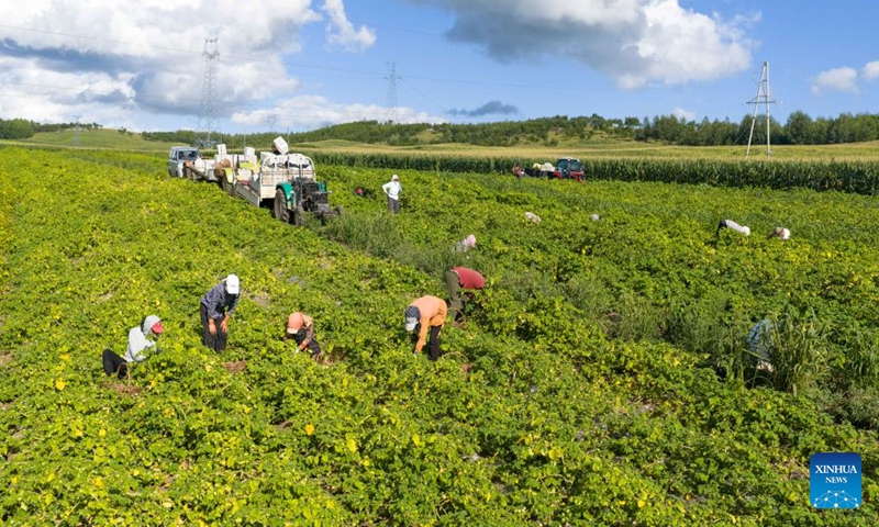 A villager promotes golden berries via livestreaming in Morin Dawa Daur Autonomous Banner of Hulun Buir, north China's Inner Mongolia Autonomous Region, on Aug. 24, 2025. Early autumn sees golden berries, also known as ground berries, entering the harvest season in Morin Dawa Daur Autonomous Banner, Hulun Buir City. (Xinhua)