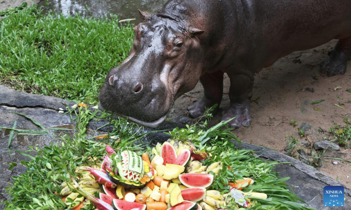 Mae Mali, a female hippopotamus, celebrates her 60th birthday at Khao Kheow Open Zoo in Chonburi province, Thailand on Sept. 8, 2025. Mae Mali received a special cake made of fruit, vegetable and grass in celebration of her birthday. (Photo by Rachen Sageamsak/Xinhua)