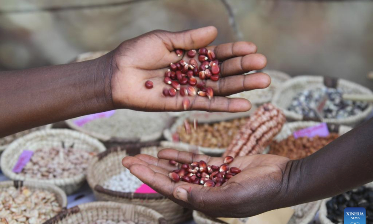 Agricultural products are seen at a seed and food festival in Harare, Zimbabwe, Sept. 20, 2025. (Xinhua/Tafara Mugwara)