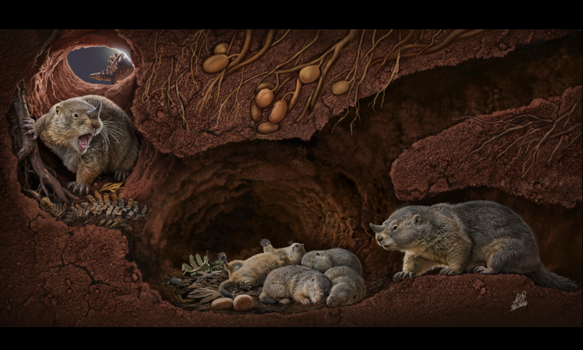 Ecological restoration map of Polistodon chuannanensis Photo: Courtesy of the research team