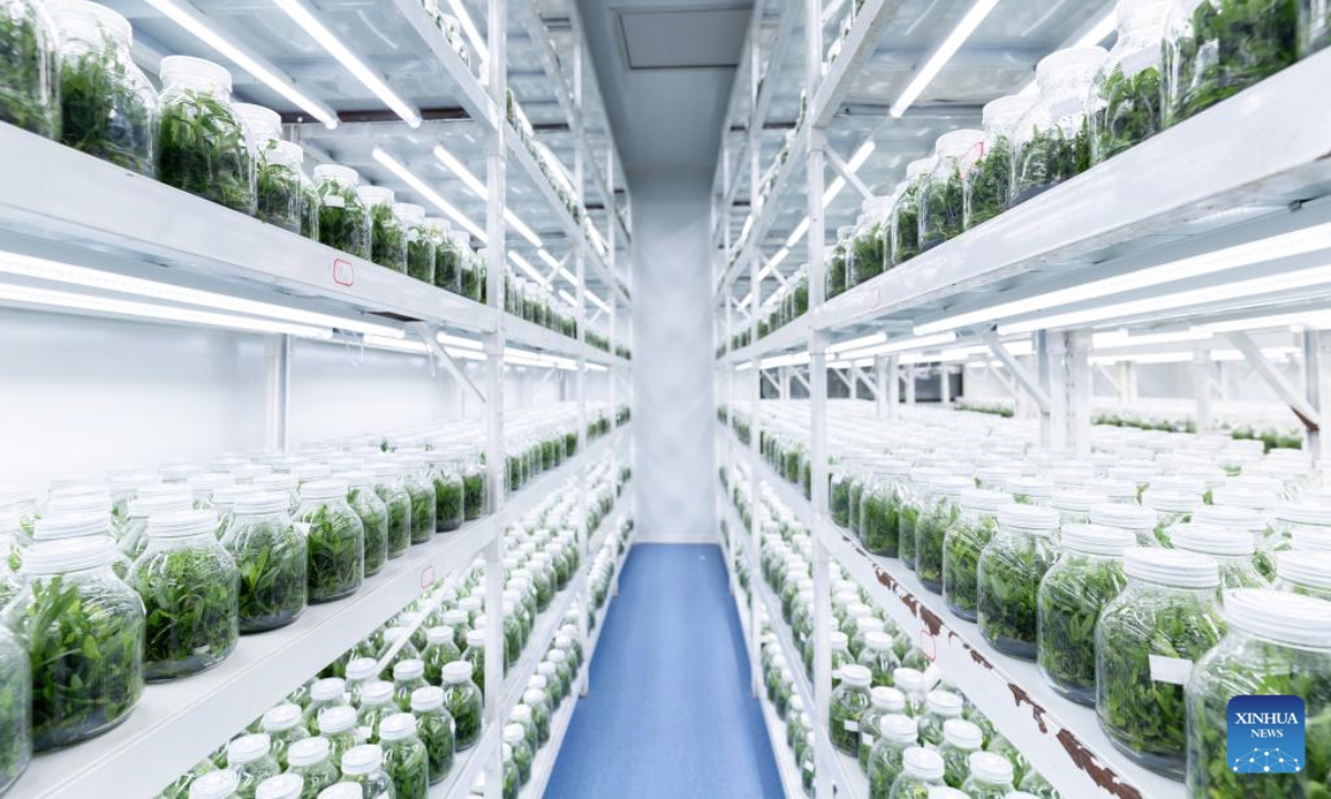 This photo taken on Aug. 27, 2025 shows seedlings of dendrobium officinale at a dendrobium officinale planting base in Guangnan County, Wenshan Zhuang and Miao Autonomous Prefecture, southwest China's Yunnan Province. By adopting an integrated industrial model connecting companies, cooperatives, production bases, and farmers, Guangnan County has established a comprehensive development framework centered on dendrobium officinale, a valuable Chinese herbal medicine. The framework spans cultivation, processing, sales, and health tourism, boosting local farmers' income. (Xinhua/Gao Yongwei)