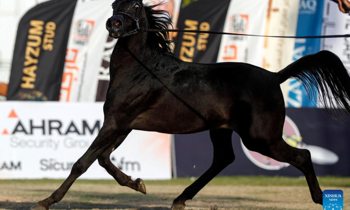 A horse takes part in an Arabian horse beauty contest during the Sharqia Arabian Horses Festival in Sharqia province, Egypt, Oct. 2, 2025. The three-day horse festival started on Wednesday here with the participation of around 167 Arabian horses. (Xinhua/Ahmed Gomaa)