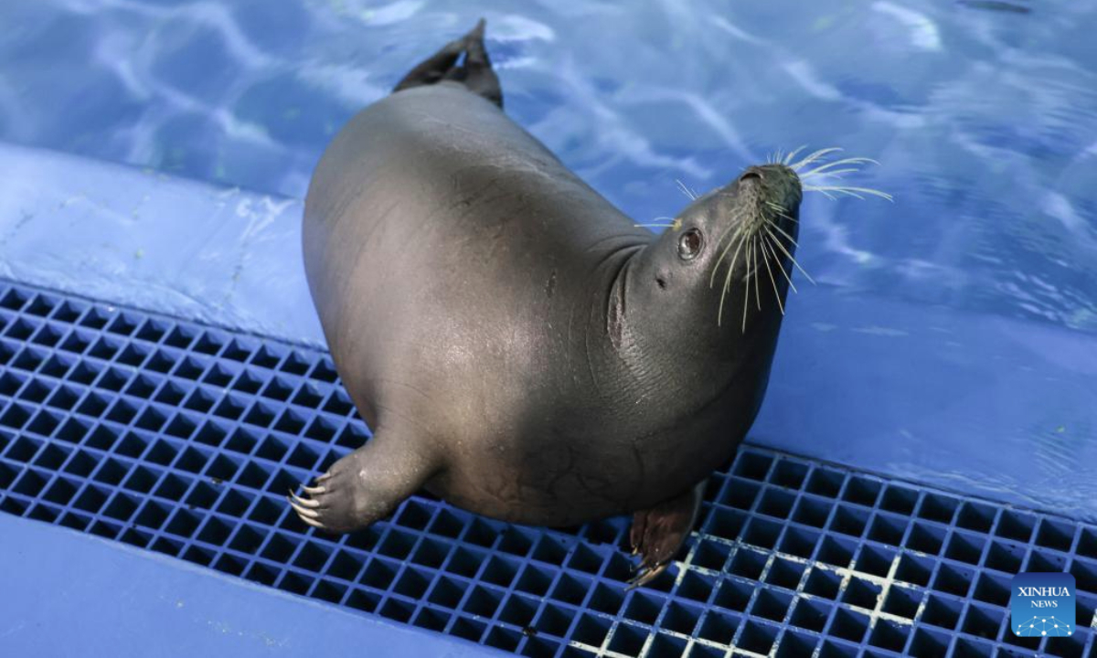 Seal Anong is pictured at Blue Ocean Conservation and Rescue Center in Lingshui, south China's Hainan Province, Sept. 8, 2025. A seal called Anong, known for interacting with local fishermen at an undeveloped beach in Dongjiao Town, Wenchang City, Hainan Province, was transferred to an aquatic wildlife conservation center in Lingshui for protection and its returning to the wild in the future. (Xinhua/Zhang Liyun)