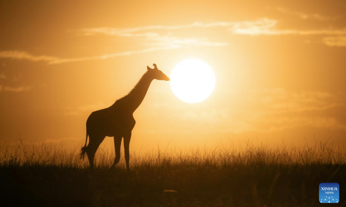 A giraffe is pictured in the Maasai Mara National Reserve in Narok County, Kenya, Sept. 1, 2025. (Xinhua/Yang Guang)