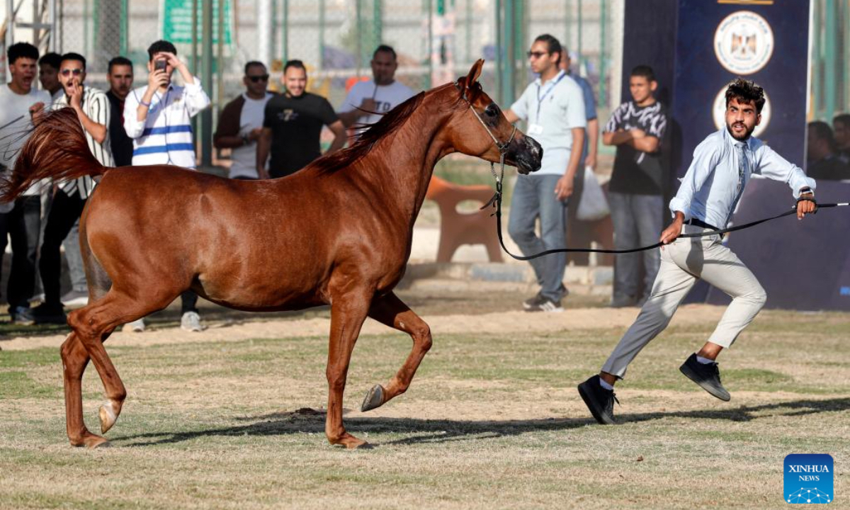 A breeder leads a horse at an Arabian horse beauty contest during the Sharqia Arabian Horses Festival in Sharqia province, Egypt, Oct. 2, 2025. The three-day horse festival started on Wednesday here with the participation of around 167 Arabian horses. (Xinhua/Ahmed Gomaa)