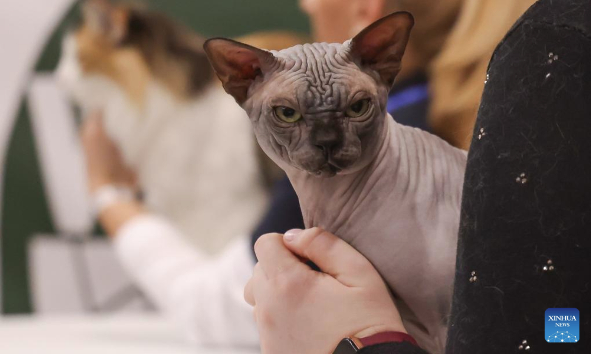 A cat is pictured during the World Cat Federation (WCF) cat show in Budapest, Hungary on Sept. 28, 2025. (Photo by Attila Volgyi/Xinhua)