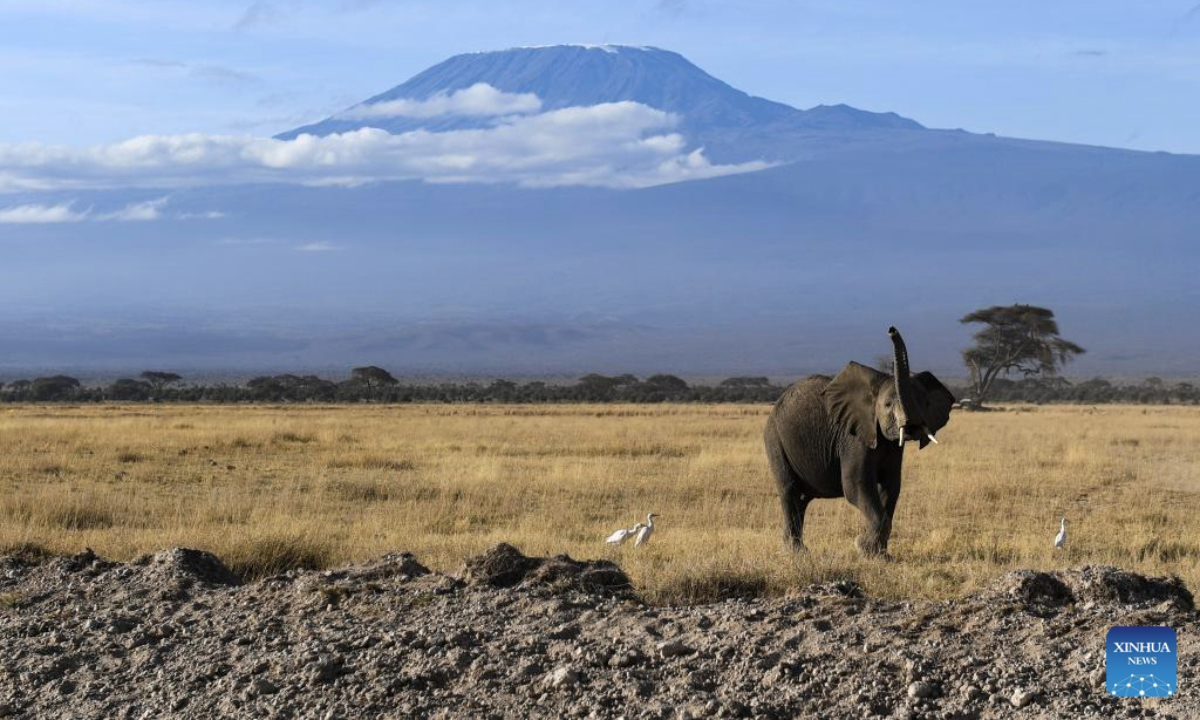 This photo taken on Sept. 21, 2025 shows an elephant with Mount Kilimanjaro in the background at Amboseli National Park in Kajiado County, Kenya. Located at the border between Kenya and Tanzania and at the foot of Africa's highest peak Mount Kilimanjaro, the park is known for its unique scenery and is one of the best places in Kenya to see various wild animals. (Xinhua/Li Yahui)