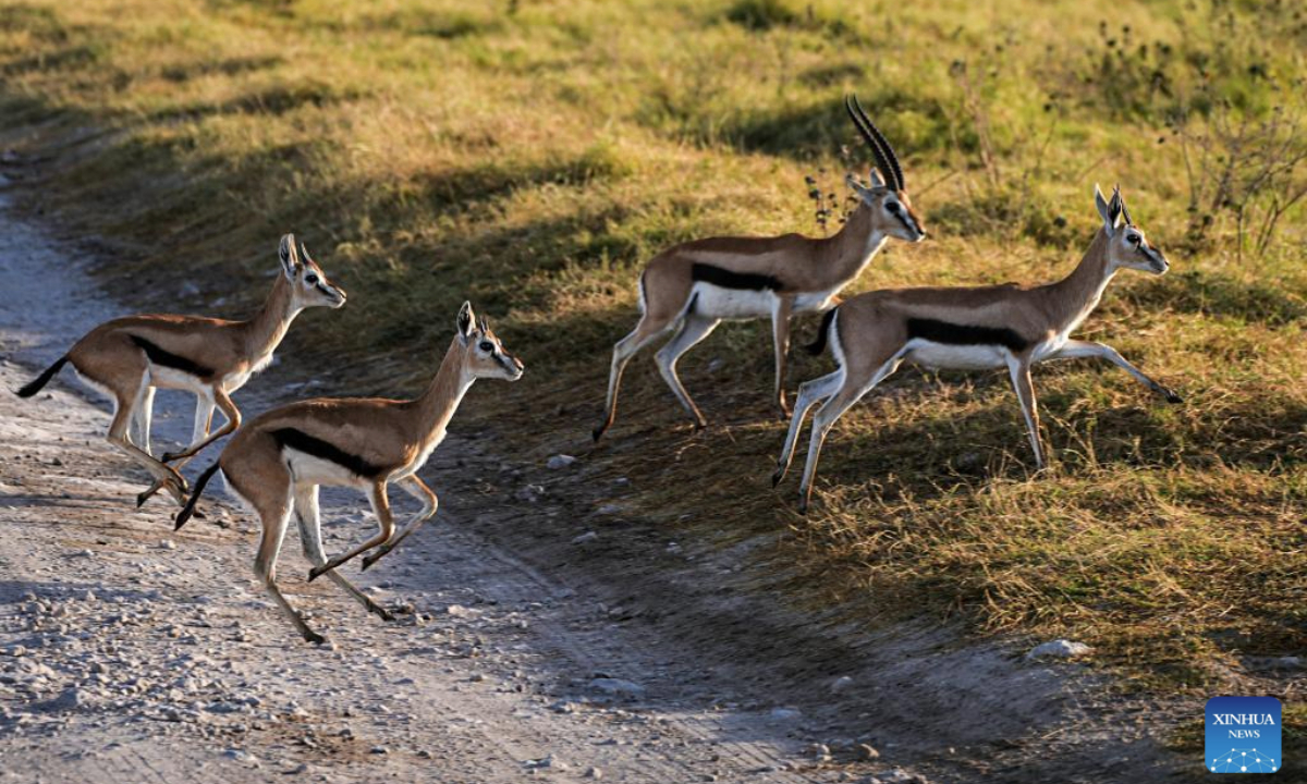 Gazelles leap across a road at Amboseli National Park in Kajiado County, Kenya, Sept. 21, 2025. Located at the border between Kenya and Tanzania and at the foot of Africa's highest peak Mount Kilimanjaro, the park is known for its unique scenery and is one of the best places in Kenya to see various wild animals. (Xinhua/Li Yahui)