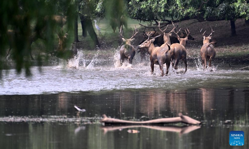Milu deer are pictured at Milu Park in Beijing, capital of China, Aug. 18, 2025. (Xinhua)