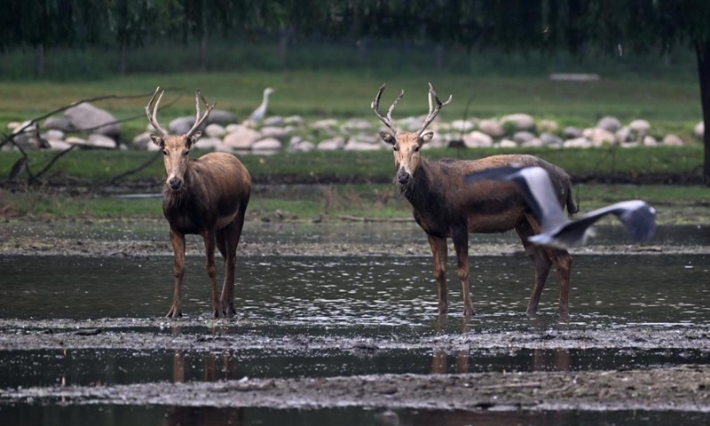 Milu deer are pictured at Milu Park in Beijing, capital of China, Aug. 18, 2025. (Xinhua)