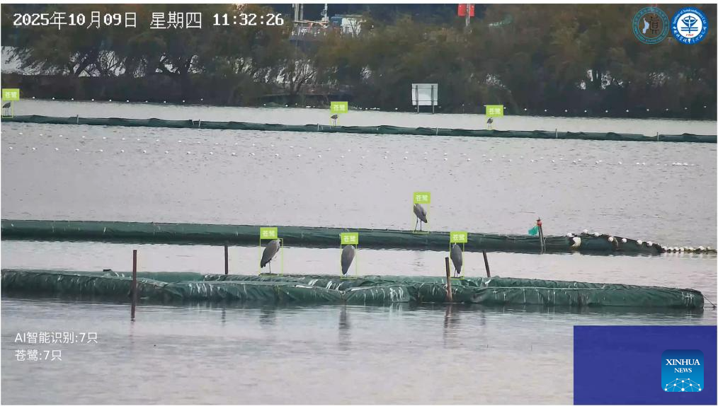 This monitoring image taken on Oct. 9, 2025 shows the AI-powered bird facial recognition system recognizing seven herons in Kunming, southwest China's Yunnan Province. (Kunming Dianchi Plateau Lake Research Institute/Handout via Xinhua)