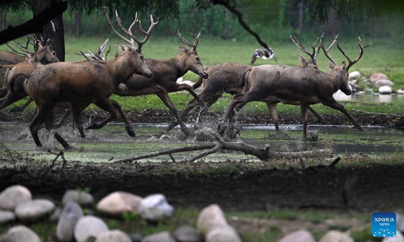 Milu deer are pictured at Milu Park in Beijing, capital of China, Aug. 18, 2025. (Xinhua)