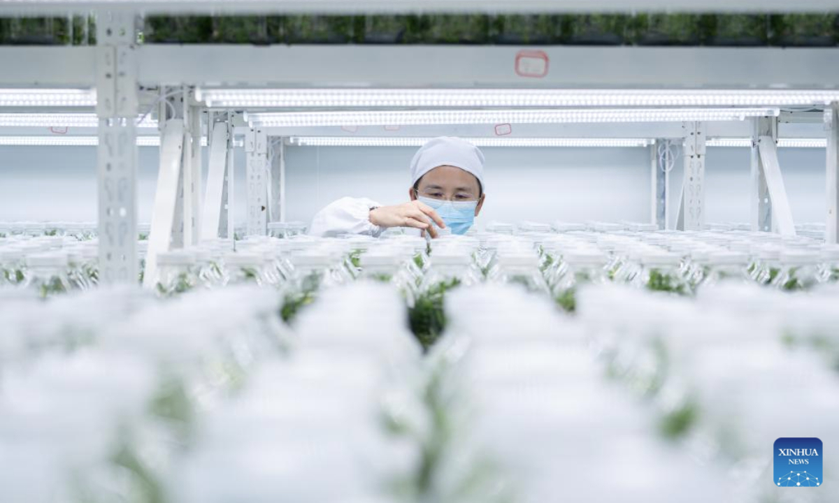 A staff member checks the condition of dendrobium officinale seedlings at a dendrobium officinale planting base in Guangnan County, Wenshan Zhuang and Miao Autonomous Prefecture, southwest China's Yunnan Province, Aug. 27, 2025. By adopting an integrated industrial model connecting companies, cooperatives, production bases, and farmers, Guangnan County has established a comprehensive development framework centered on dendrobium officinale, a valuable Chinese herbal medicine. The framework spans cultivation, processing, sales, and health tourism, boosting local farmers' income. (Xinhua/Gao Yongwei)