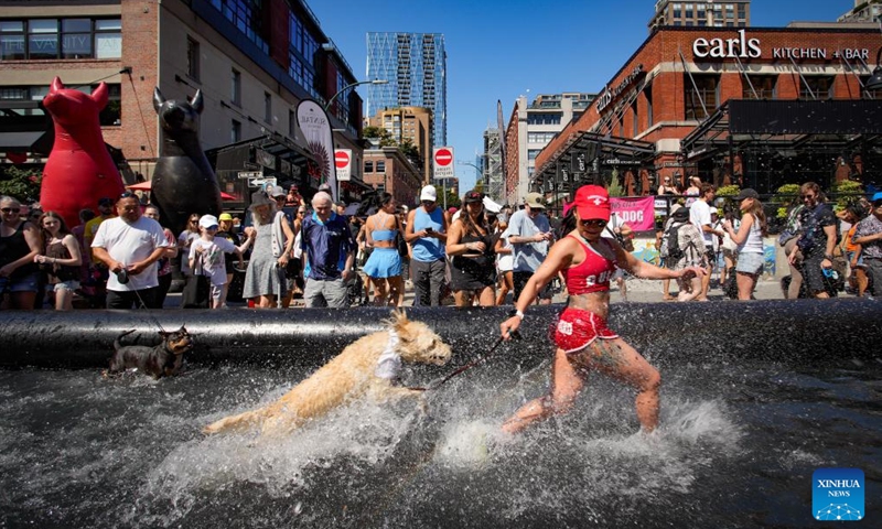 A dog splashes through a pool while running during the Pet-A-Palooza event in Vancouver, British Columbia, Canada, Aug. 24, 2025. Pet-A-Palooza, also known as the Day of the Dog, is an annual summer celebration for local pups and their owners. The event offered a variety of dog-related activities and entertainment, attracting thousands of dog owners and their furry companions. (Photo: Xinhua)
