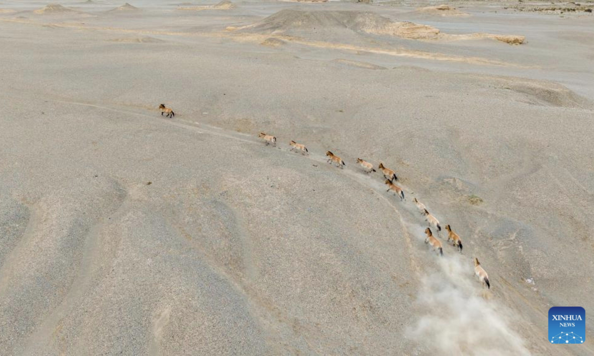 An aerial drone photo taken on Sept. 24, 2025 shows the Przewalski's horses in the Dunhuang West Lake National Nature Reserve, in Dunhuang, northwest China's Gansu Province. The Dunhuang West Lake National Nature Reserve in Gansu Province covers an area of approximately 660,000 hectares, featuring a diverse ecosystem including wetlands, grasslands, forests and Gobi deserts, which makes it an experimental zone for the wild release of the Przewalski's horses.

The Przewalski's horse is listed as endangered by the International Union for Conservation of Nature Red List of Threatened Species and is under first-class national protection.

Once extinct in China due to excessive poaching and environmental degradation, the Przewalski's horses were reintroduced to the country from Britain, Germany and the United States starting in the mid-1980s, and were raised in northwest China's Xinjiang Uygur Autonomous Region and Gansu Province.

Przewalski's horses have adapted well to the environment at the West Lake Reserve, where their population totals 212 at present. (Xinhua/Lang Bingbing)