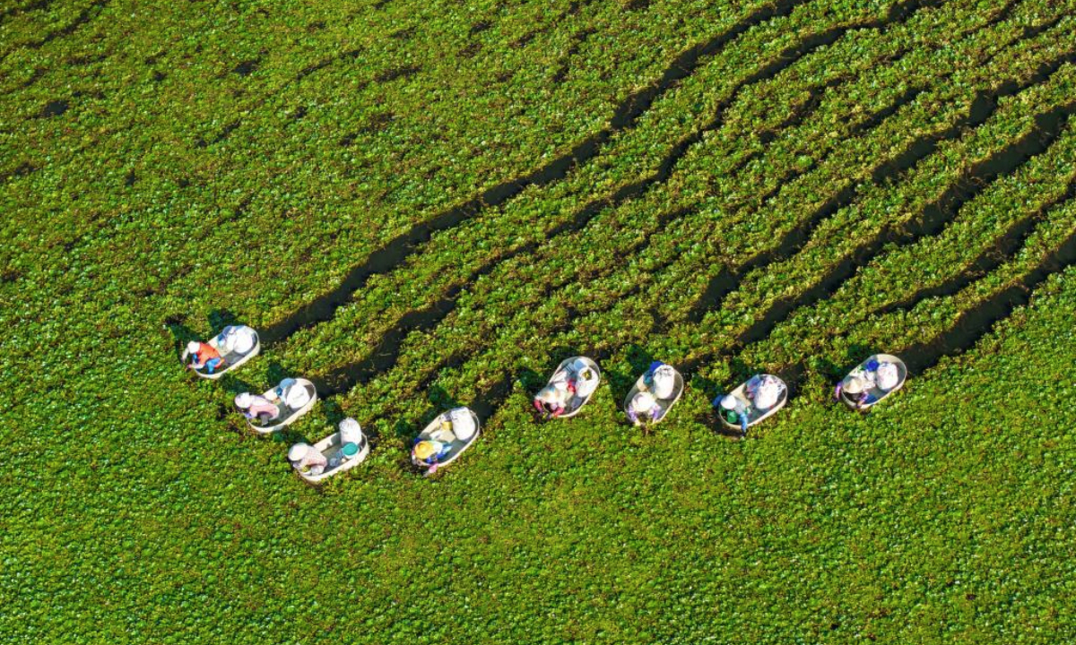 An aerial drone photo shows villagers picking water chestnuts in Suchen Town of Hailing District in Taizhou City, east China's Jiangsu Province, Sept. 10, 2025. (Photo by Zhou Shegen/Xinhua)