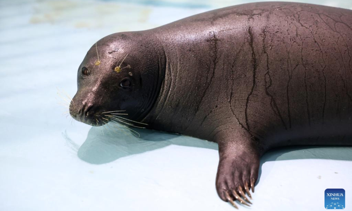 Seal Anong is pictured at Blue Ocean Conservation and Rescue Center in Lingshui, south China's Hainan Province, Sept. 8, 2025. A seal called Anong, known for interacting with local fishermen at an undeveloped beach in Dongjiao Town, Wenchang City, Hainan Province, was transferred to an aquatic wildlife conservation center in Lingshui for protection and its returning to the wild in the future. (Xinhua/Zhang Liyun)