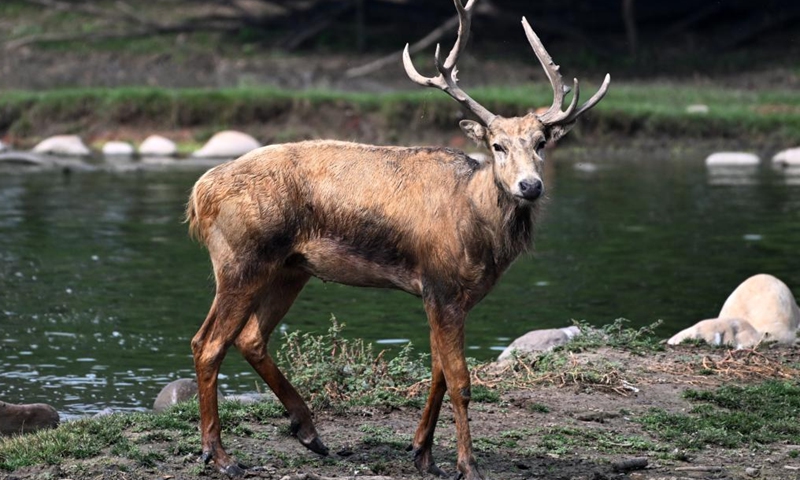 A milu deer is pictured at Milu Park in Beijing, capital of China, Aug. 18, 2025. (Xinhua)